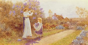 ライラック、1899